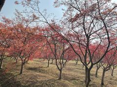 -嘉北郊野公园