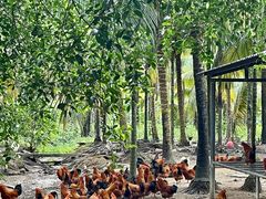 -兴隆槟榔园休闲农庄