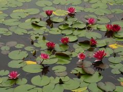 -国家植物园南园