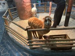 -Zoolung Zoolung动物主题公园(海信广场店)