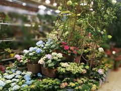 -双季花艺园艺市场(浦东店)