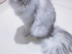 -藏猫猫咖啡主题馆(中央大道店)