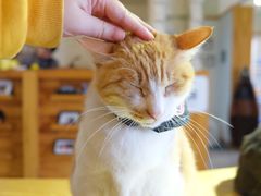 -猫咖时代(中山亭店)