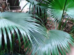 -石家庄市植物园