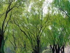 -燕郊植物园