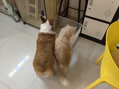 -平行世界·猫咖(首经贸店)