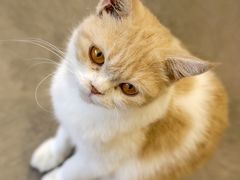 -飞行喵MR PILOT|猫舍·猫咖(静安大融城店)