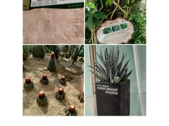 -南山植物园