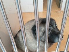 犬只-良成狗狗乐园
