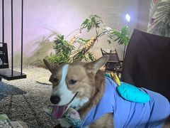 -J Create城市露营咖啡·简餐·宠物(上海动物园店)