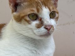 -猫咪派对(江南西店)