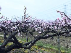 -南汇桃花村