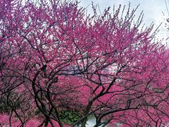-重庆彩云湖湿地公园