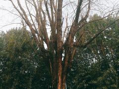 -蜀绣公园