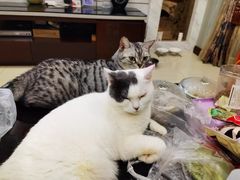 -宠福鑫康馨动物医院·骨科·眼科