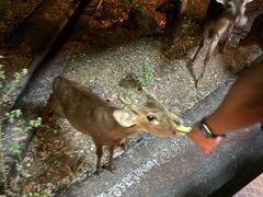 -清迈夜间动物园