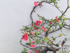 -无锡梅园公园