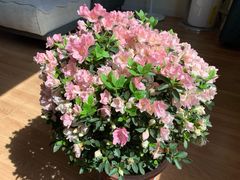-秦美花卉(天朗·莱茵小城2期店)
