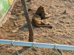 -西霞口神雕山野生动物世界