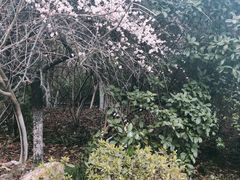 -桃花岛景观公园
