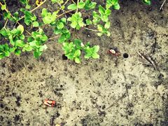 -北海金海湾红树林生态旅游区