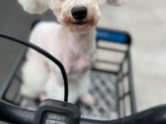 -PETKIT 小佩宠物·低压洗护·美容·寄养(安远店)