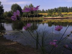 -东郊湿地公园