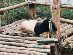 -黔灵山公园