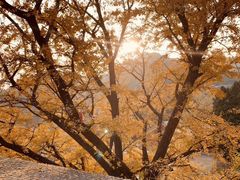 -遵化市禅林寺古银杏风景园