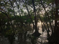 -宝安西湾红树林湿地公园