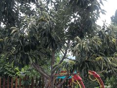 -梨木台悦来客农家院