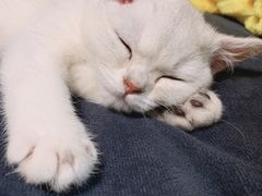 -老吴的猫·猫舍(新区店)