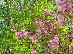 -长白岛森林公园