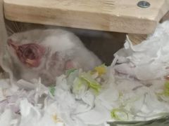 -钓仓鼠(洋桥北里小区店)