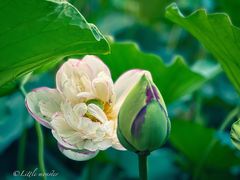 -陈家山荷花公园