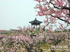 -南汇桃花村