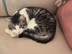 -达爱动物医院·犬猫分区·CT·复杂眼科(远洋山水分院)