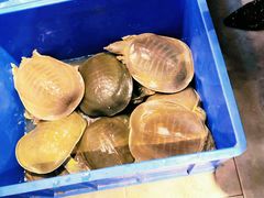 -状元甲·湖北甲鱼大王(汉口火车站店)