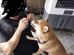 -柴犬高等学院·狗咖·柴犬售卖·宠物训练