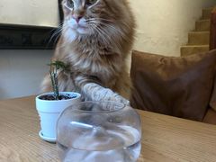 -猫友咖啡店(玉林西路店)