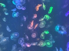 -烟台海昌鲸鲨海洋公园