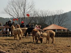 -无锡动物园·太湖欢乐园
