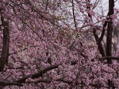 -桃花堤公园