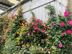 -金科花卉市场