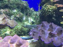 -新加坡海洋生态馆