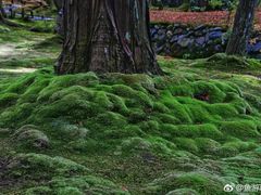 -西芳寺(苔寺)