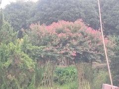 -武汉紫薇都市田园