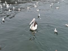 -悉尼鱼市场