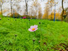 -天适樱花悠乐园