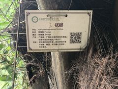 -海南热带雨林国家公园吊罗山景区